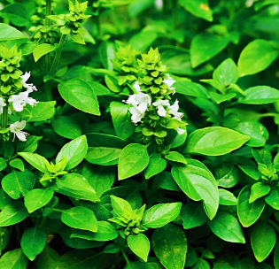 ESSÊNCIA LIME BASIL MANDARIM      100ML