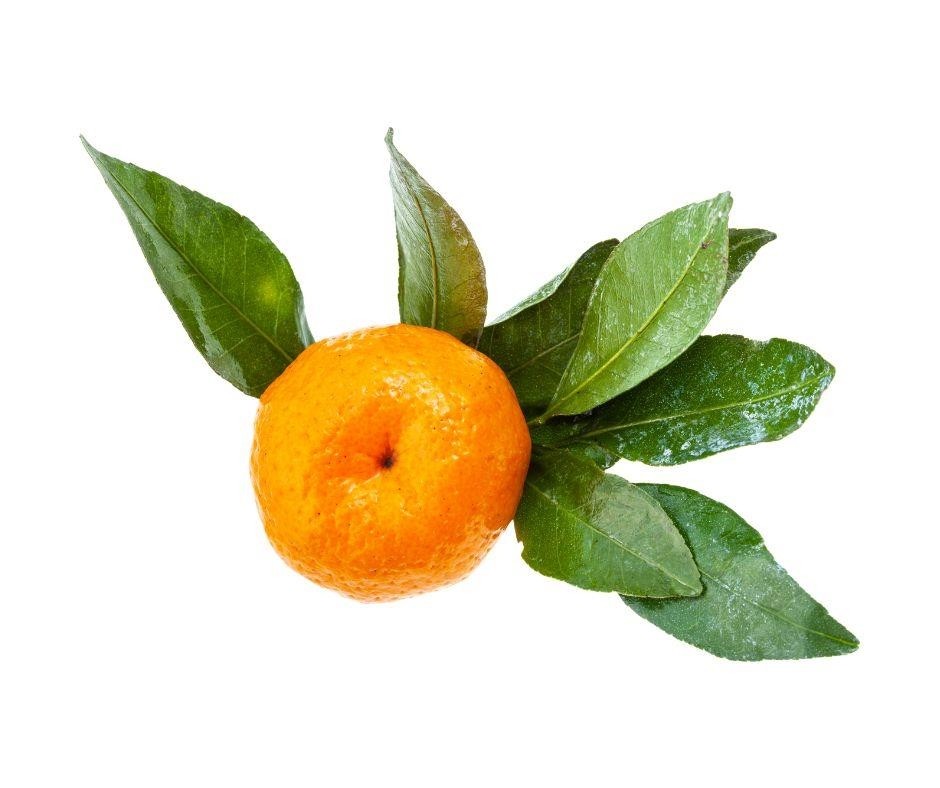ESSÊNCIA CALABRIAN BASIL 100ML