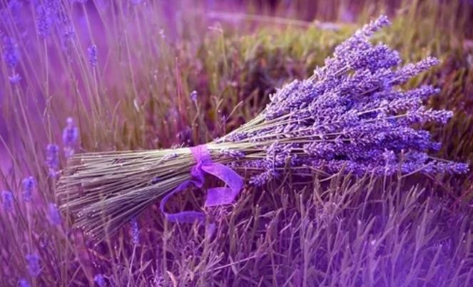 ESSÊNCIA LAVANDA PROVENCE CORAÇÃO 100ML