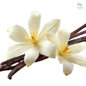 ESSÊNCIA VANILLA DASLU TOP 100ML (VOLLMENS)