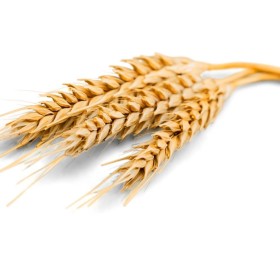 TRIGO CRU MAÇO C/50UN