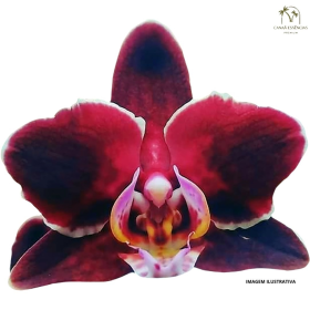 ESSÊNCIA ORQUIDEA NEGRA C/FLOR DE LARANJEIRA 100ML
