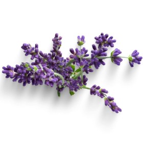 ESSÊNCIA ALFAZEMA 100ML (FRANSFLOR)