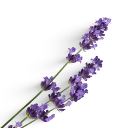 ESSÊNCIA LAVANDA PROVENCE 100ML (ROYALE)