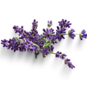 ESSÊNCIA LAVANDA FRANCESA 100ML(QUORUM)