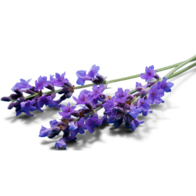 ESSÊNCIA LAVANDA CANDLE 100ML(WOLLMENS)