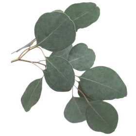 ESSÊNCIA ACÁCIA 100ML(FRANSFLOR)