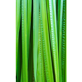 ESSÊNCIA CÁLAMUS 100ML(FRANSFLOR)