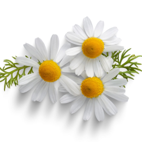 ESSÊNCIA CAMOMILA 100ML(ISAN)