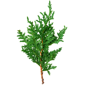 ESSÊNCIA CEDRO 100ML(FRANSFLOR)