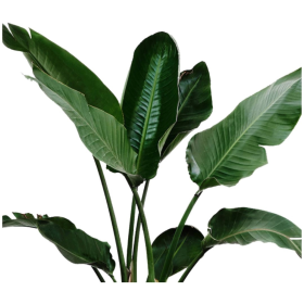 ESSÊNCIA ALOE E JUÁ 100ML (QUORUM)