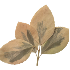 ESSÊNCIA CASCAS E FOLHAS 100ML (ROYALE)