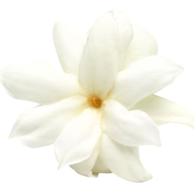 ESSÊNCIA DAMA DA NOITE 100 ML