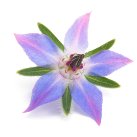 ESSÊNCIA FLOR DE MARACUJÁ 100ML(ISAN)