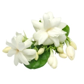 ESSÊNCIA JASMIM 100ML(FRANSFLOR)