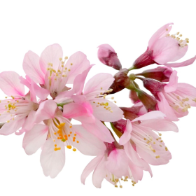 ESSÊNCIA FLOR DE CEREJEIRA 100ML(QUORUM)