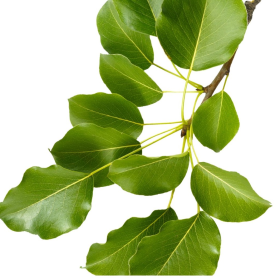 ESSÊNCIA FOLHAS VERDES 100ML(ISAN)