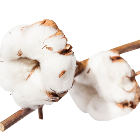 ESSÊNCIA ALGODÃO COTTON 100ML (ISAN)