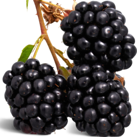 ESSÊNCIA DESEJO DE AMORA 100ML(ISAN)