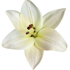 ESSÊNCIA LÍRIO BRANCO 100ML(ISAN)