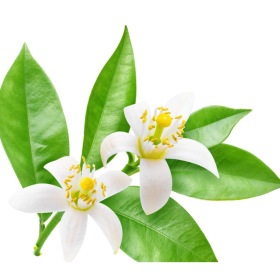 ESSÊNCIA FLOR DE LARANJEIRA 100ML(ISAN)