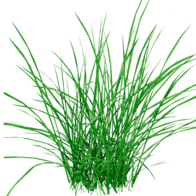 ESSÊNCIA NARDO 100ML(FRANSFLOR)