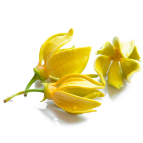 ESSÊNCIA YLANG YLANG 100ML(FRANSFLOR)