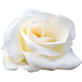 ESSÊNCIA ROSA BRANCA 100ML(ISAN)