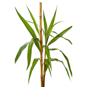 ESSÊNCIA BAMBU C/CHÁ BRANCO 100ML (ROYALE)