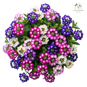 ESSÊNCIA VERBENA 100ML (FRANSFLOR)