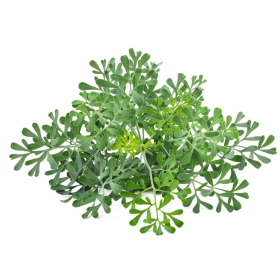 ESSÊNCIA ARRUDA 100ML (FRANSFLOR)