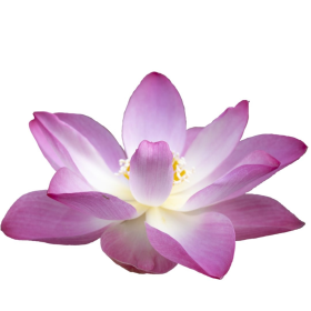 ESSÊNCIA FLOR DE LOTUS 100ML (ISAN)
