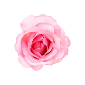 ESSÊNCIA ROSA DE SARON 100ML (QUORUM)