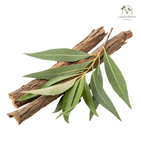 ESSÊNCIA PATCHOULY 100ML (ISAN)