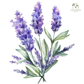 ESSÊNCIA LAVANDA RASTRO 100ML (FRANSFLOR)