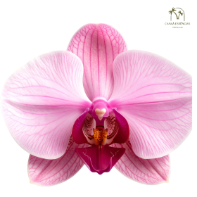 ESSÊNCIA ORQUIDEA 100ML (ISAN)