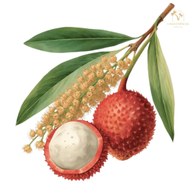 ESSÊNCIA LICHIA E LINHAÇA 100ML (QUORUM)