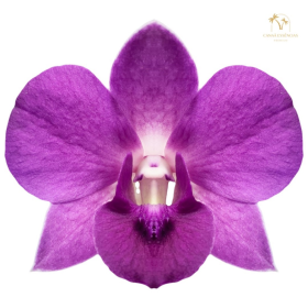 ESSÊNCIA ORQUIDEA NEGRA KOAL100ML