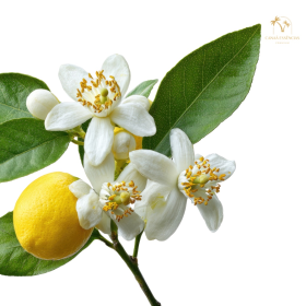 ESSÊNCIA LIMÃO,MAGNÓLIA E MUSK 100ML (QUIMIHOUSE)